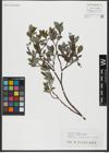 Foto von Salix hastata L.